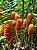 Gengibre Ornamental - Zingiber Spectabile - Imagem 1