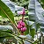 Banana Rosa - Musa Velutina - Imagem 1