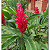 Alpinia Purpurata Vermelha - Imagem 1