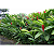 Alpinia Purpurata Vermelha - Imagem 2