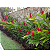 Alpinia Purpurata Vermelha - Imagem 4