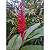 Alpinia Purpurata Vermelha - Imagem 3