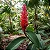 Alpinia Purpurata Vermelha - Imagem 3