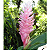 Alpinia Purpurata Rosa - Imagem 1
