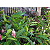 Alpinia Purpurata Rosa - Imagem 4