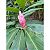 Alpinia Purpurata Rosa - Imagem 3