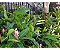Alpinia Purpurata Rosa - Imagem 2
