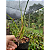Maxillaria Tenuifolia - Imagem 5