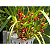 Maxillaria Tenuifolia - Imagem 4