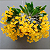 Dendrobium Aggregatum - Imagem 3