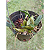 Dendrobium Aggregatum - Imagem 5
