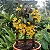Dendrobium Aggregatum - Imagem 1
