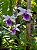 Miltonia Regnellii - Imagem 2