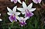 Miltonia Regnellii - Imagem 4