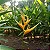 Heliconia Amarela - Heliconia Aemygdiana - Imagem 1