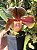 Paphiopedilum híbrido - Imagem 2