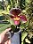 Paphiopedilum híbrido - Imagem 3