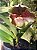 Paphiopedilum híbrido - Imagem 4
