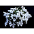 Coelogyne Cristata Alba - Imagem 3