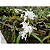 Coelogyne Cristata Alba - Imagem 4