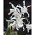 Coelogyne Cristata Alba - Imagem 1