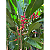 Heliconia rauliana - Imagem 5