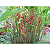 Heliconia rauliana - Imagem 6