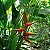 Heliconia rauliana - Imagem 1