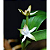 Prosthechea pygmaea - Imagem 3