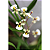 Ornithophora Radicans - Imagem 1
