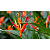 Heliconia psittacorum - Imagem 1