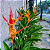 Heliconia psittacorum - Imagem 4