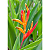 Heliconia psittacorum - Imagem 5