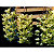 Cirrhaea Fuscolutea - Imagem 3
