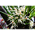 Maxillaria ochroleuca - Imagem 3