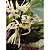 Maxillaria ochroleuca - Imagem 1