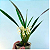 Maxillaria ochroleuca - Imagem 4