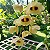 Dendrobium Gatton Sunray - Imagem 1