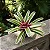 Bromélia Guzmania Variegata - Imagem 2