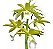 Phaius Tankervilleae Alba - Imagem 2