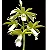 Phaius Tankervilleae Alba - Imagem 3