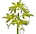 Phaius Tankervilleae Alba - Imagem 1