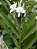 Lírio do Brejo - Hedychium coronarium - Imagem 1