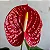 Antúrio Rubi - Anthurium andreanum - Imagem 3