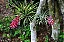 Tillandsia stricta - Imagem 4