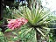 Tillandsia stricta - Imagem 1