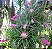 Tillandsia stricta - Imagem 2