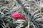 Tillandsia stricta - Imagem 3