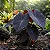 Colocasia esculenta var. 'Black Magic' - Imagem 4