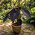 Colocasia esculenta var. 'Black Magic' - Imagem 1